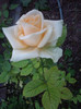 IMGP0718