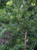 agris  pe  tulpina