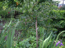 agris