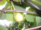 IMGP8893