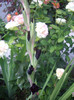 IMGP8941
