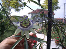 pasiflora