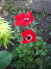 anemone
