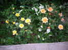 IMGP9693
