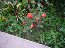 IMGP9694