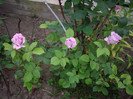 IMGP9711