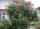 IMGP9729
