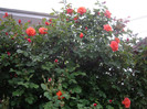 IMGP9731
