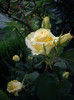 IMGP9751