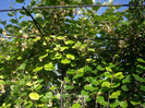IMGP9775