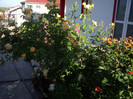 IMGP9783