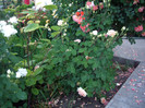 IMGP9790