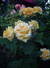 IMGP9797