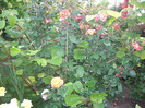 IMGP9799