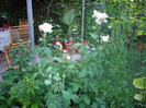 IMGP9802