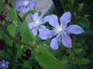 clematita