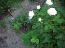 IMGP9826