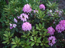 rodendron
