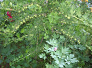agris  pe  tulpina