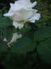 IMGP9847