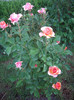 IMGP9872