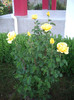 IMGP9876