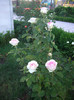 IMGP9879