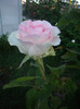 IMGP9880