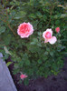 IMGP9885
