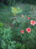 magnolie  vesnic  verde