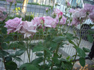 IMGP9913