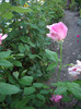 IMGP9916