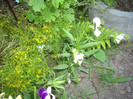 IMGP9929