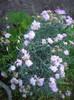 garofite de gradina