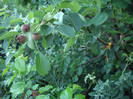 IMGP9954
