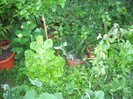 IMGP9956