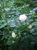 IMGP9960