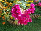 DSC02449