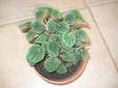 peperomia caperata