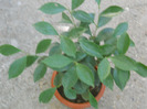 FICUS GINSENG