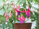 FUCSIA