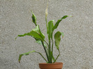 SPATAFILIUM