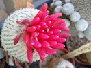 Epithelantha micromeris
