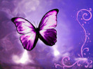 butterfly-life-violet-awesome