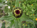 DSCF5373