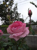 DSCF5377