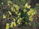 DSCF5380