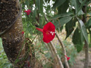 DSCF5383