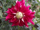 DSCF5387