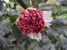 DSCF5390
